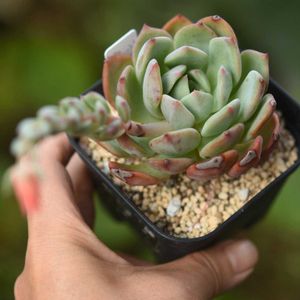 ラウリンゼ×錦晃星,多肉植物,エケベリア属,多肉の花,花のある暮らしの画像