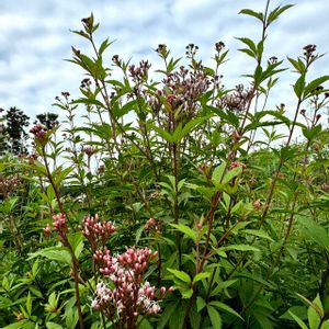 キンモクセイ,ダリア,フジバカマ,彼岸花  曼珠沙華,ギンモクセイの画像
