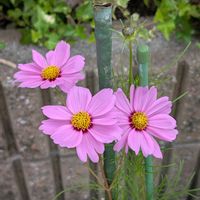 コスモス,ご近所散歩,今日のお散歩,歩くの大好き♡の画像