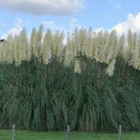 パンパスグラス,シロガネヨシ,神代植物園,移住後の生活の画像