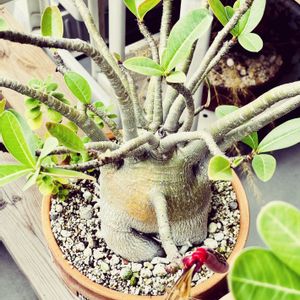 アデニウム,アデニウム アラビカム,ビッカムくん,ビッカムくん種子,塊根植物の画像