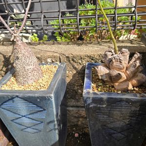 亀甲竜,火星人,塊根植物,実生,種から育てるの画像