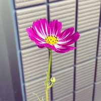 コスモス,ダイヤモンドリリー,ささやかな幸せの画像