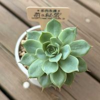 エケベリア,エケベリア　苺の秘密,多肉植物,鉢植え,エケベリア属の画像