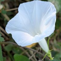 ノアサガオ,野路菊,ノアサガオ(野朝顔),白いお花,蔓性植物の画像