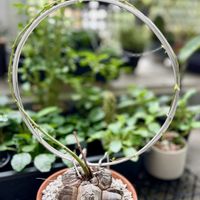 亀甲竜,アフリカ亀甲竜,Dioscorea elephantipes,多肉植物,神奈川タニラーの画像