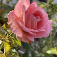 バラ,バラ,マイガーデン,薔薇♪,秋の花の画像