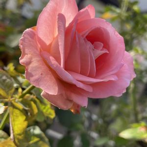 バラ,バラ,マイガーデン,薔薇♪,秋の花の画像