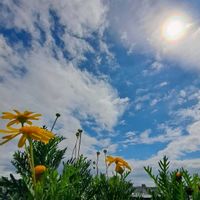 ユリオプスデージー,GSの皆さまに感謝♡,熊本頑張れ,花友さんに感謝,空の画像