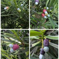 イヌマキ,イヌマキ雄花(雄株),イヌマキ雌花（雌株）の画像