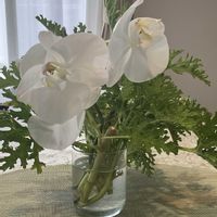 ローズゼラニウム,胡蝶蘭,癒し,花のある暮らし,花と緑のある暮らしの画像