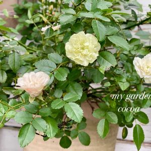 グリーンアイス,花のある暮らし,緑のある暮らし,小さな幸せ♡,ナチュラルスタイルの画像