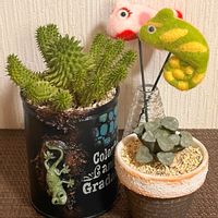 万象,ドラゴンボール,ハオルチア万象,瑠璃晃,ユーフォルビア  ドラゴンボール（瑠璃晃）の画像