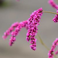 オオケタデ,東京都薬用植物園の画像