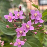 ハシカンボク,鉢植え,小さな花,可愛い,ピンクの花の画像