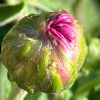 キク,食用菊,食用菊,もってのほか,癒しの画像