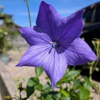 トケイソウ親株,コンスタンスエリオット。,花のある暮らし,プランター菜園,富山支部の画像