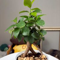 ガジュマル,観葉植物,成長記録の画像