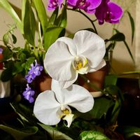 胡蝶蘭,花のある暮らし,植物観察,幸せが飛んでくる,東北人花の会の画像