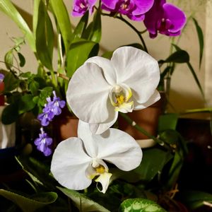 胡蝶蘭,花のある暮らし,植物観察,幸せが飛んでくる,東北人花の会の画像