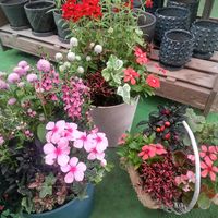 寄せ植え,かわいい,ガーデニング,園芸店,フラワーギフトの画像