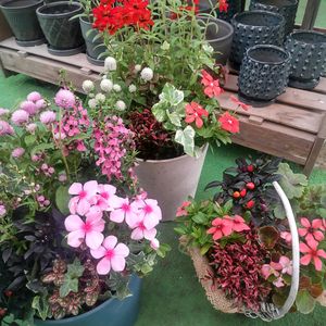 寄せ植え,かわいい,ガーデニング,園芸店,フラワーギフトの画像