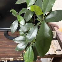 ガジュマル,観葉植物の画像