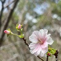 サクラ,花散歩,青空,癒しの時間,好きな風景の画像