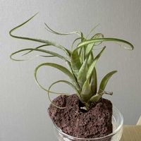 チランジア,エアプランツ,観葉植物,成長記録,家庭菜園の画像