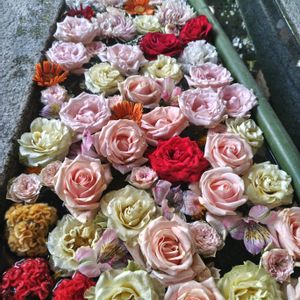 カーネーション,バラ,八重ガーベラ,花手水,水無瀬神宮の画像