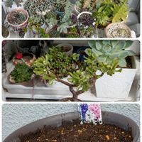 ヒヤシンス,花のある暮らし,yubarsのリメ鉢,ベランダの画像