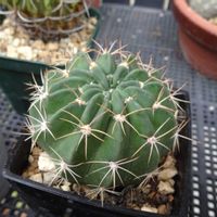　エキノプシス属,オブレパンダ,多肉植物,観葉植物,ダイソーの画像