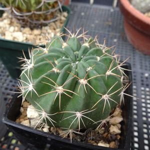 　エキノプシス属,オブレパンダ,多肉植物,観葉植物,ダイソーの画像