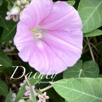 ヒルガオ,野に咲く花,植物との暮らし,ツボミ,散歩道の花の画像