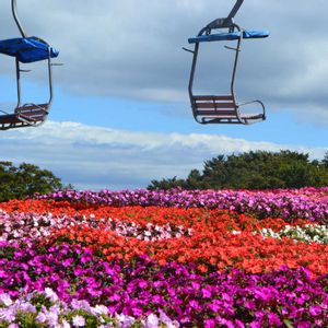 サンパチェンス,サンパチェンス,ガーデニング,カラフル,花のある暮らしの画像