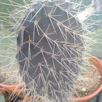 多肉植物,観葉植物,ユーフォルビア,ガーデニング,多肉植物とサボテンの画像