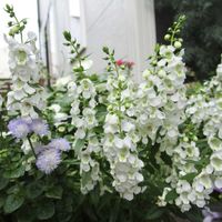 アンゲロニア,ニチニチソウ,ニチニチソウ・ゆずあいす,寄せ植え,鉢植えの画像
