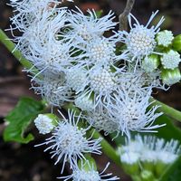 アゲラタム,感謝,花のある暮らし,いつまでも,き　れ　い❤の画像