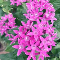 ペンタス,小さな花壇,ガーデニング初心者,小さな庭の画像