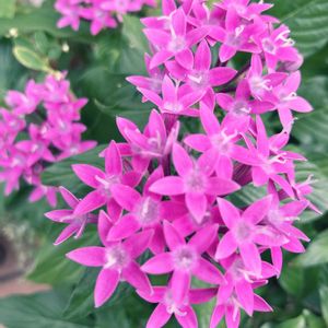 ペンタス,小さな花壇,ガーデニング初心者,小さな庭の画像