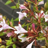 アベリア,アベリア,花に癒されて,花友さんにエール,いいねをありがとうございます¨̮♡︎の画像