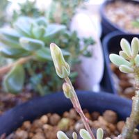 チレコドン スカエフェリアヌス  ,花のある暮らし,多肉のある暮らし,植物のある暮らし,チレコドン属の画像
