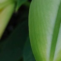ユリ,大好きな花,シルエット❤︎,風の中,癒されの画像