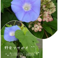 朝顔,西洋アサガオ,西洋朝顔ヘブンリーブルー(天上の蒼),小さな庭から,水色の花の画像