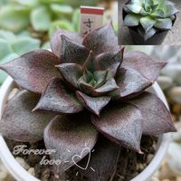 大和錦,ヤマトニシキ,多肉植物,可愛い,葉っぱ好きの画像