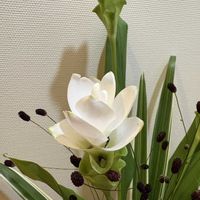 ウコン,クルクマ,花のある暮らし,今日のお花,君も花が好きなのかの画像