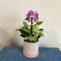 ポトスマーブルクイーン,ミディ胡蝶蘭,アグラオネマ　レモンビューティ,寄せ植え,観葉植物の画像