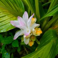 ウコン,ガーデニング,花のある暮らし,今日のお花,夏菊の画像