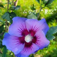 チェリーセージ,ムクゲ,八重咲きムクゲ,ムクゲ、夏空,花のある暮らしの画像