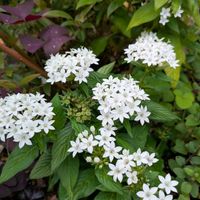 ペンタス,星形のお花,平和を願う,医療関係者に感謝,金曜日の蕾たちの画像